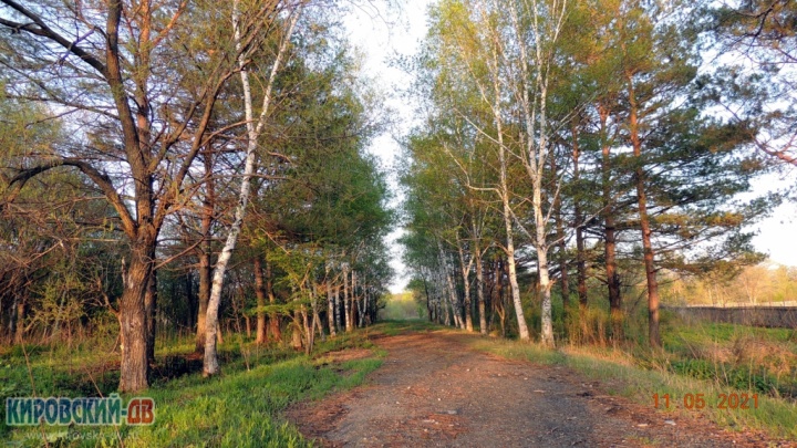 Аллея бывшего лагеря Альбатрос