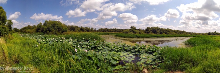 Лотосы в с. Павло-Фёдоровка