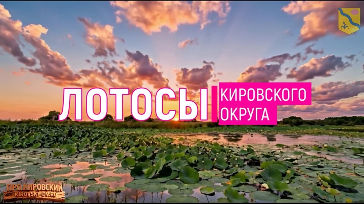 Про лотосы Кировского округа Приморского края